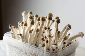 How does magic mushroom & Cannabis treat depression?