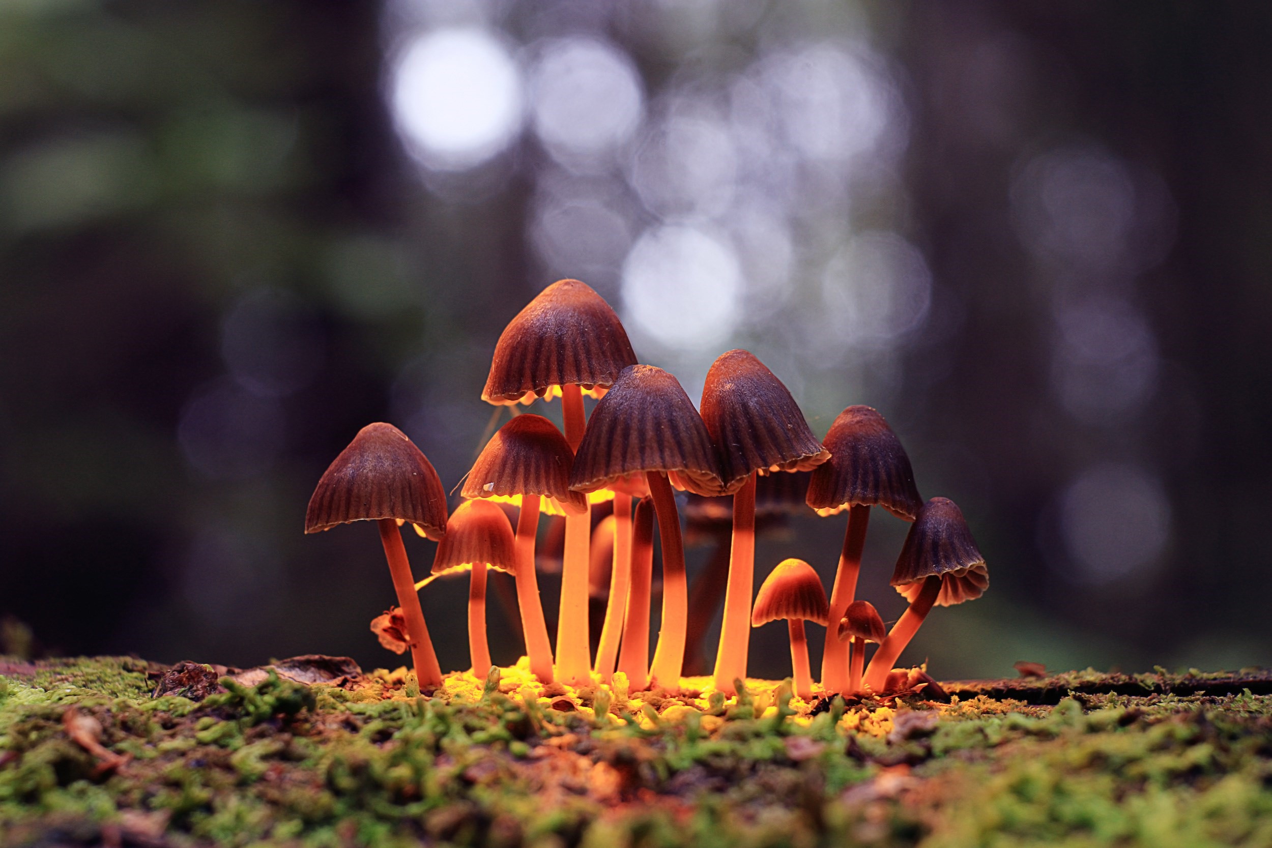 WHAT IS DMT? – THE FUNCTIONS AND HOW IT WORKS 