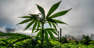 DURBAN POISON: A GLIMPSE INTO THE LEGACY OF SOUTH AFRICA’S LEGENDARY STRAIN 